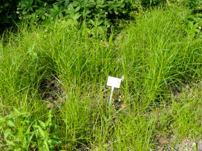 Carex muskingumensis - Botanischer Garten Freiburg - DSC06449