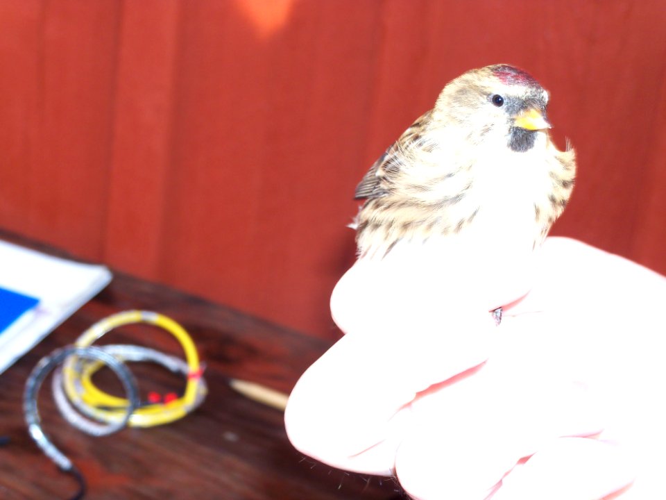 Carduelis flammea ringed by Landsort Bird Observatory-4