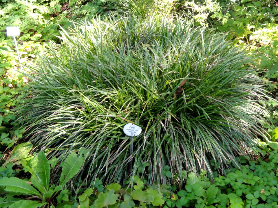 Carex morrowii - Botanischer Garten, Frankfurt am Main - DSC03191