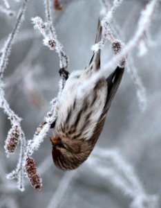 Carduelis flammea Oulu 20130106 01