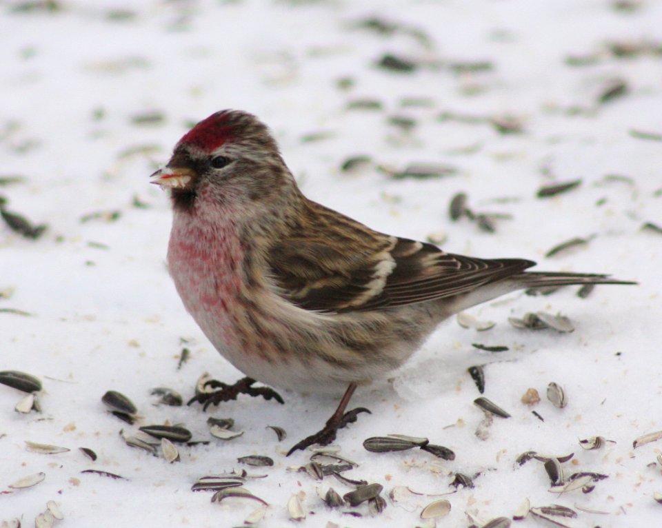 Carduelis flammea Kittila 20120306