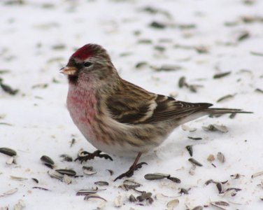 Carduelis flammea Kittila 20120306