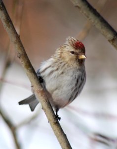 Carduelis flammea Oulu 20120409