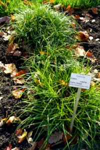 Carex vulpina - Botanischer Garten Braunschweig - Braunschweig, Germany - DSC04388