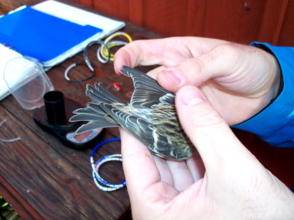 Carduelis flammea ringed by Landsort Bird Observatory-5