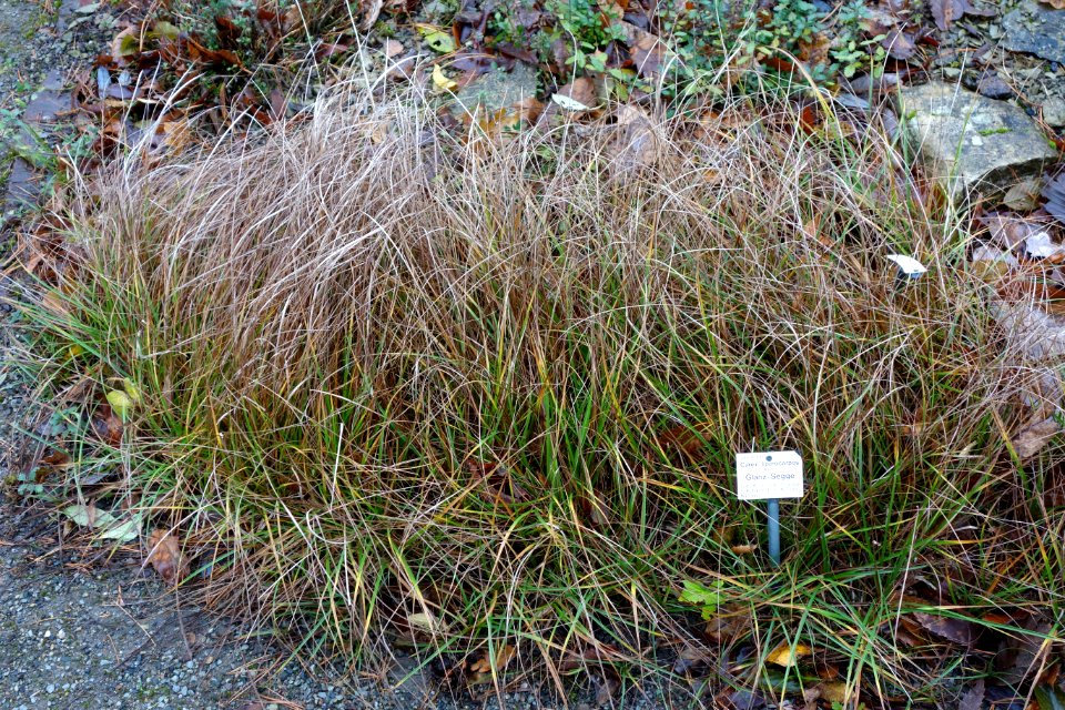 Carex liparocarpos - Botanischer Garten, Dresden, Germany - DSC08667