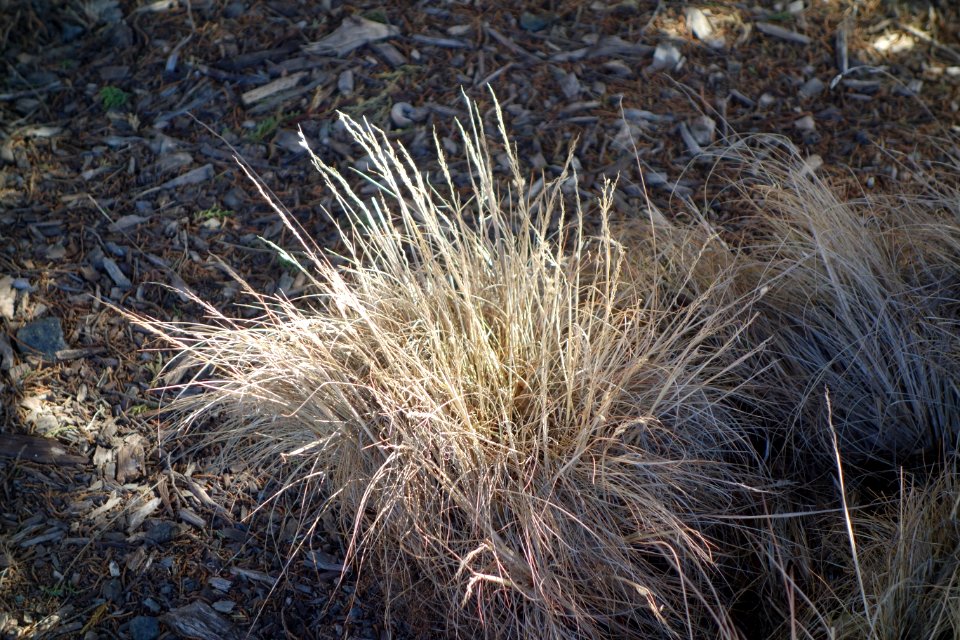 Carex obispoensis - Leaning Pine Arboretum - DSC05619