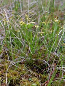 Carex pauciflora Oulu, Finland 18.06.2013