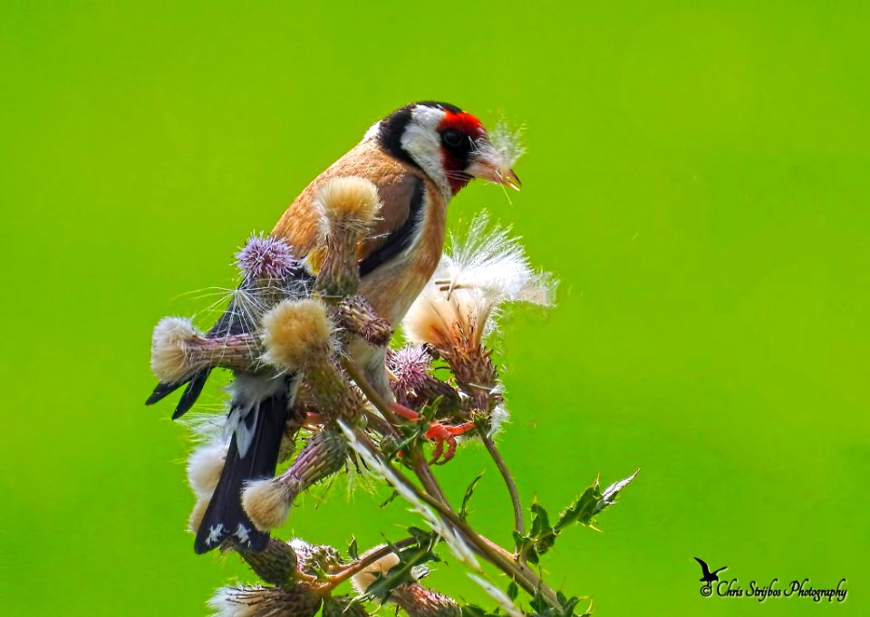 Carduelis Carduelis (219076083)