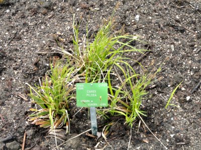 Carex pilosa - Copenhagen Botanical Garden - DSC07936