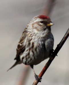 Carduelis flammea Oulu 20120506