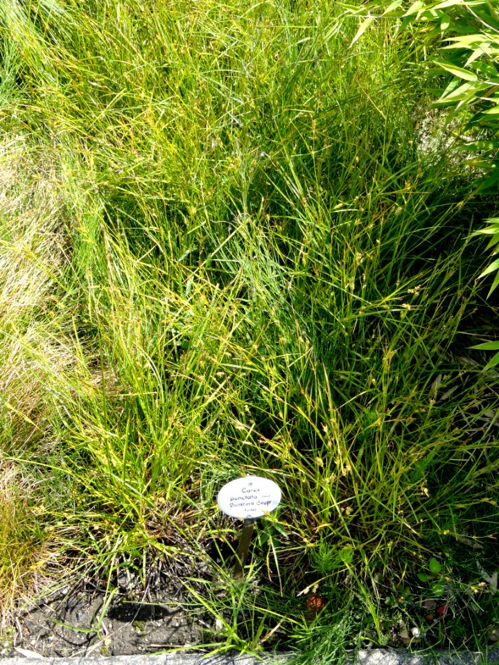 Carex punctata - Botanical Garden, University of Frankfurt - DSC02735