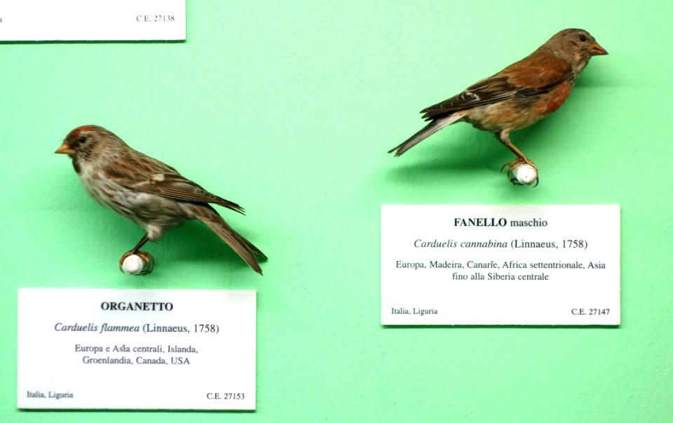 Carduelis flammea and Carduelis cannabina (male) - Museo Civico di Storia Naturale Giacomo Doria - Genoa, Italy - DSC03080