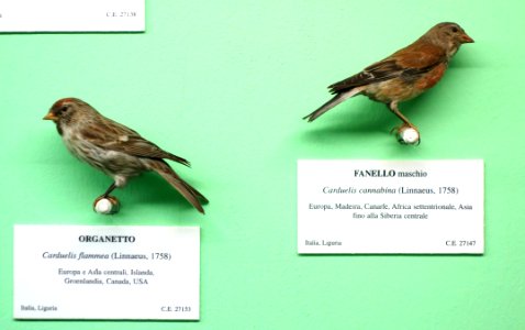 Carduelis flammea and Carduelis cannabina (male) - Museo Civico di Storia Naturale Giacomo Doria - Genoa, Italy - DSC03080