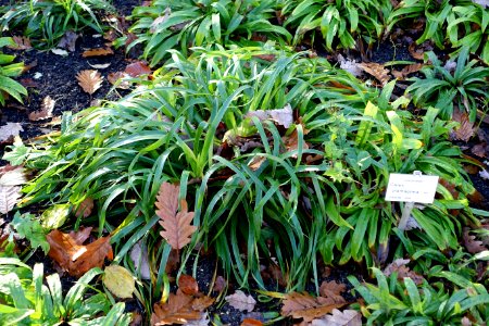 Carex plantaginea - Botanischer Garten Braunschweig - Braunschweig, Germany - DSC04392