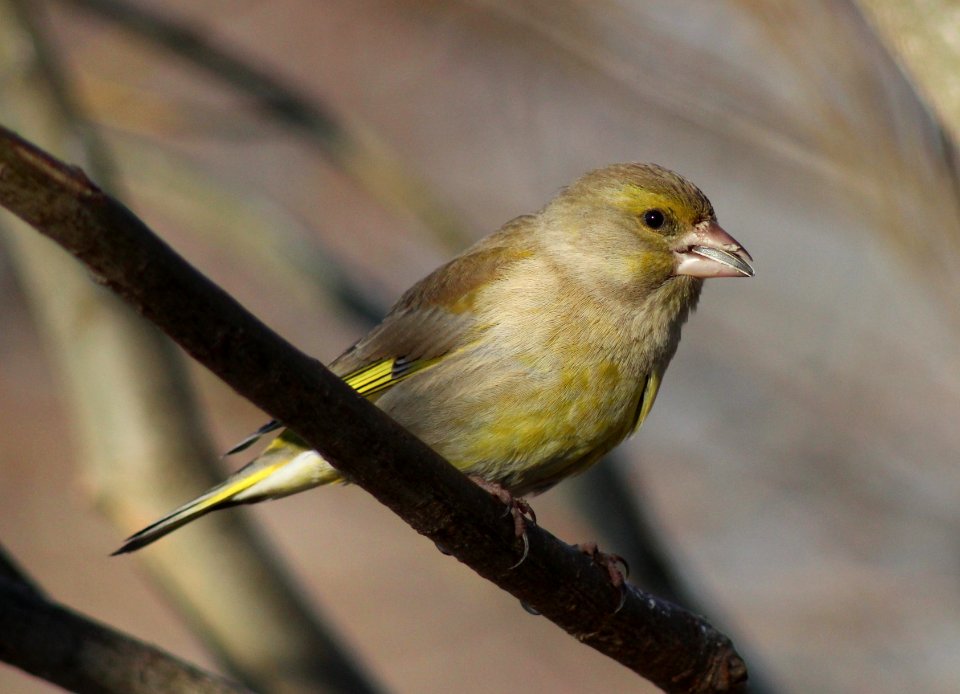 Carduelis chloris Oulu 20120507