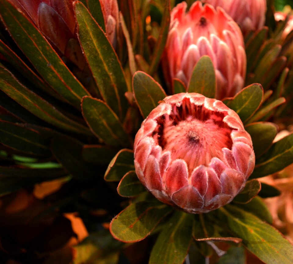 Garden nature plant