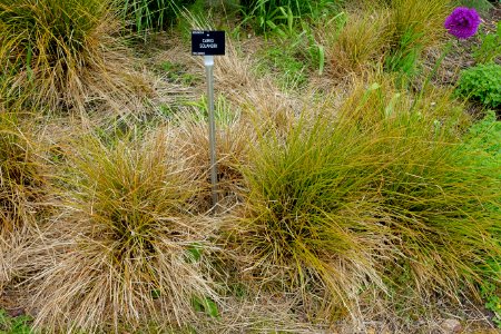 Carex solandri - Hillier Gardens - Romsey, Hampshire, England - DSC04575