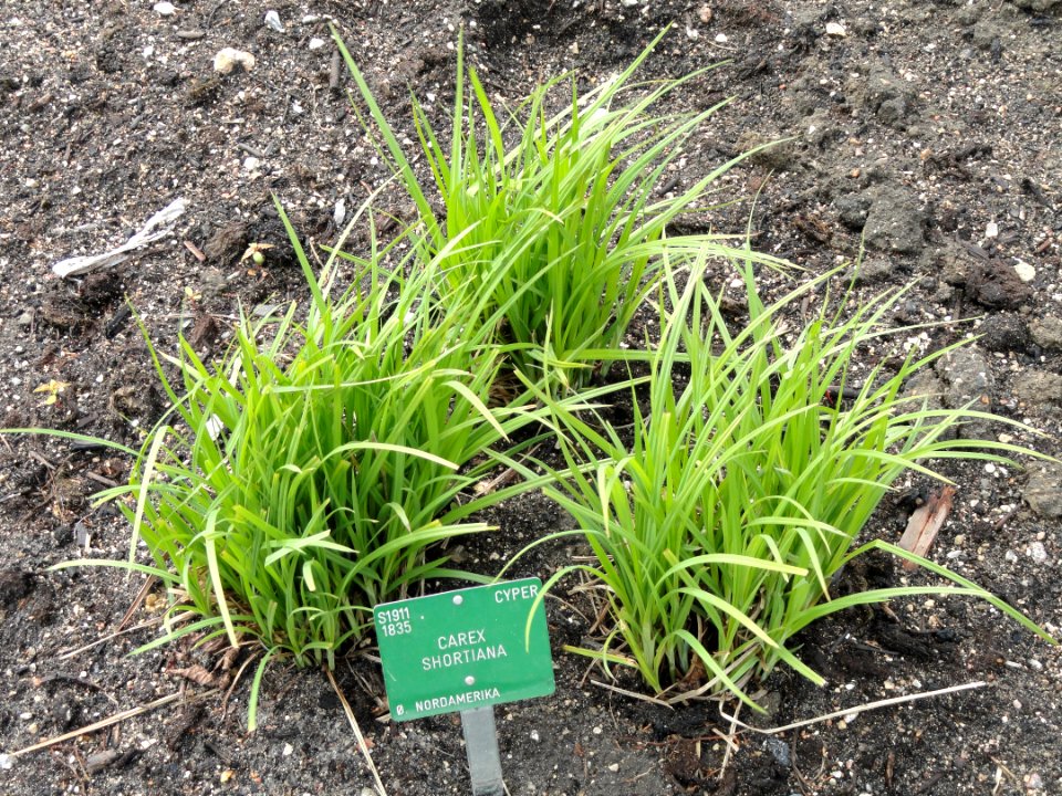 Carex shortiana - Copenhagen Botanical Garden - DSC07937