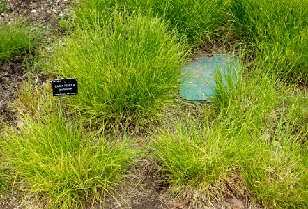 Carex remota - Hillier Gardens - Romsey, Hampshire, England - DSC04603