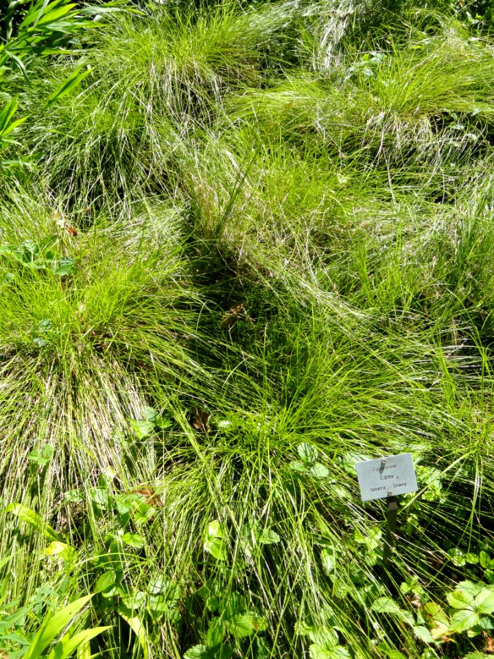 Carex tenera - Botanical Garden, University of Frankfurt - DSC02544