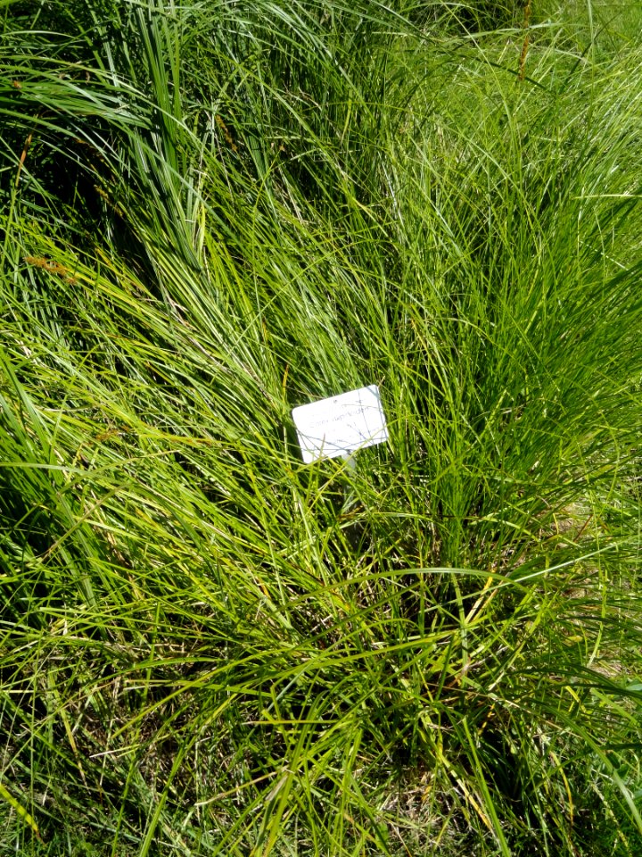 Carex vulpinoidea - Botanical Garden in Kaisaniemi, Helsinki - DSC03533