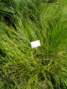 Carex vulpinoidea - Botanical Garden in Kaisaniemi, Helsinki - DSC03533