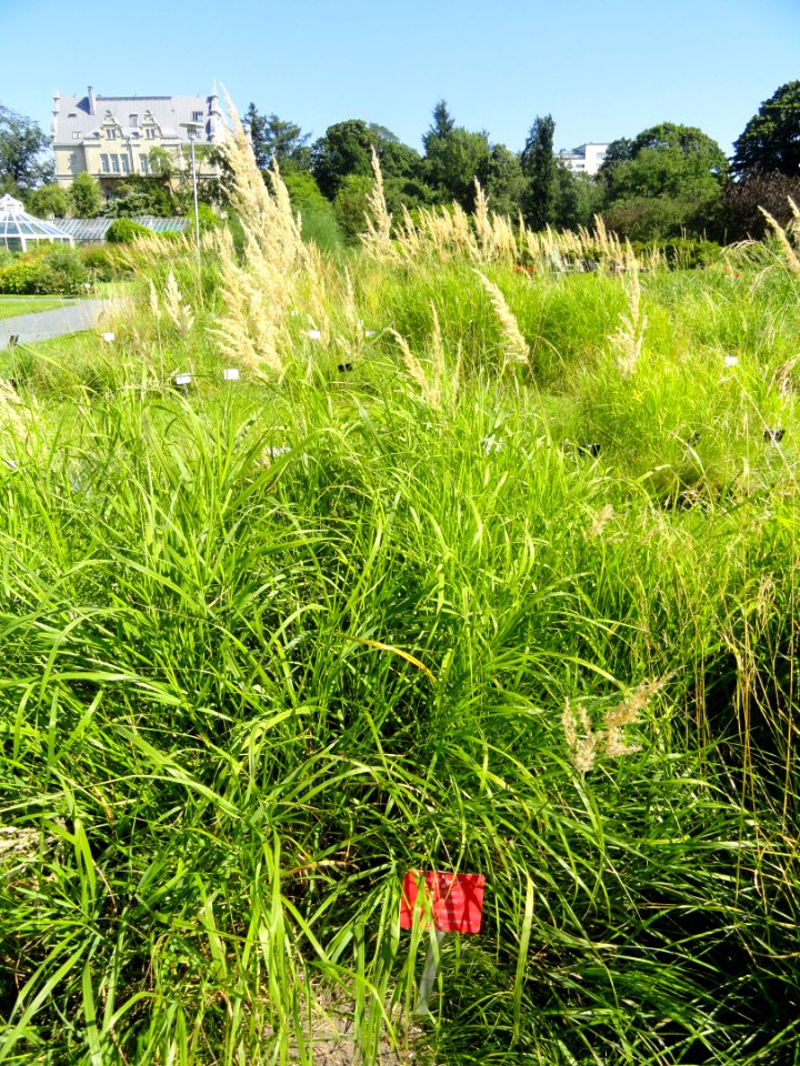 Carex rhizina - Botanical Garden in Kaisaniemi, Helsinki - DSC03532