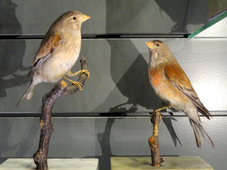 Carduelis cannabina - Finnish Museum of Natural History - DSC04597