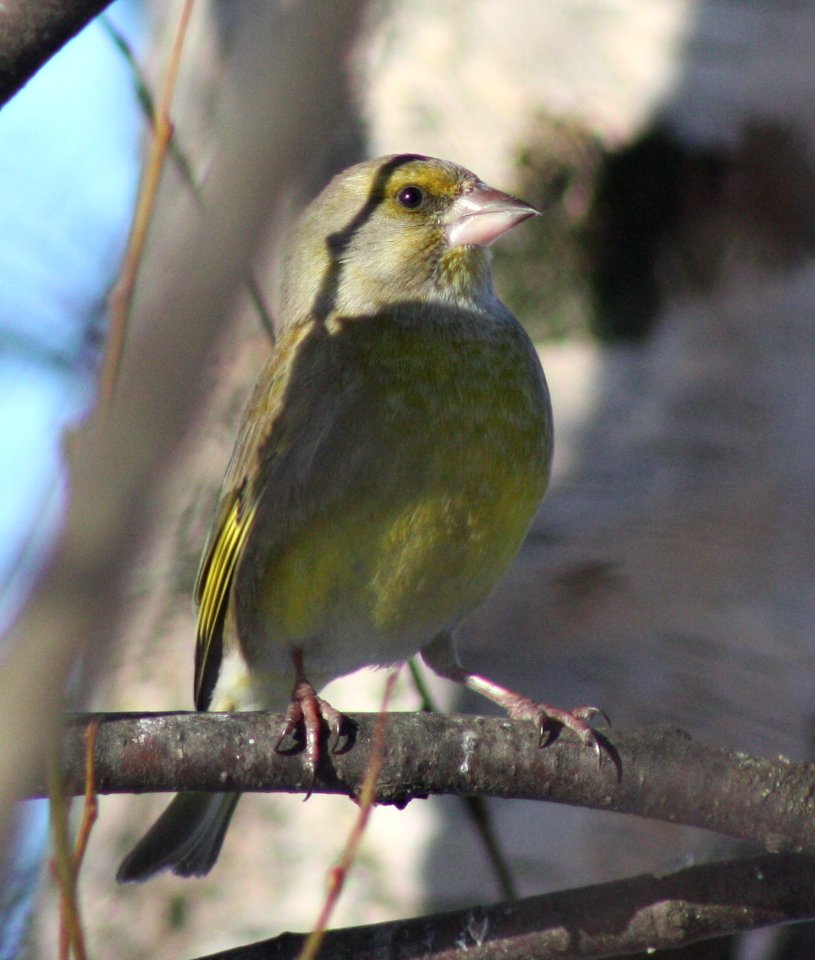 Carduelis Chloris Oulu 20120303