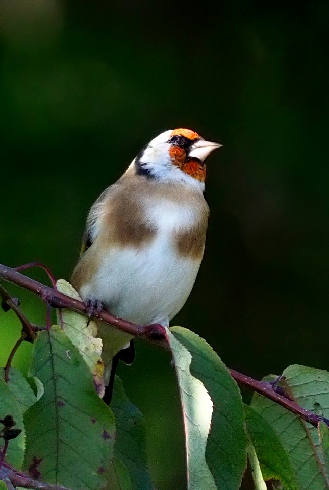 Carduelis carduelis Oulu Finland 2020-09-19