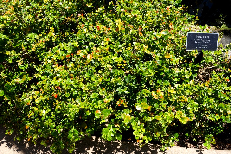 Carissa macrocarpa 'Emerald Blanket' - Naples Botanical Garden - Naples, Florida - DSC09610