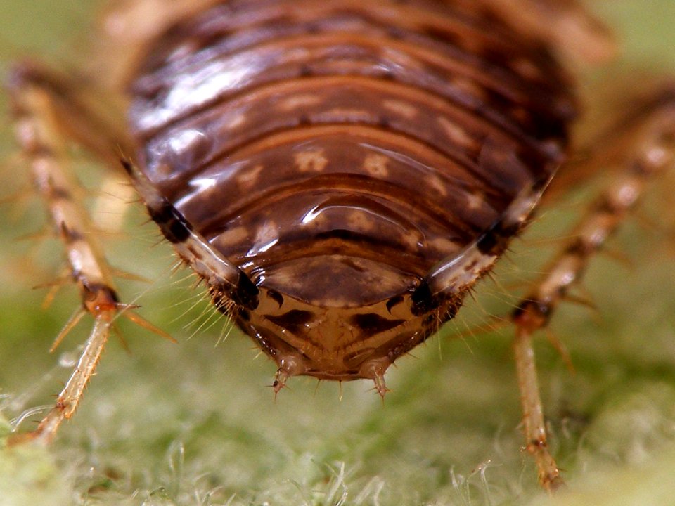 Cariblatta 20141111 nymph 673