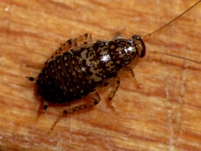 Cariblatta 20141012 nymph 163