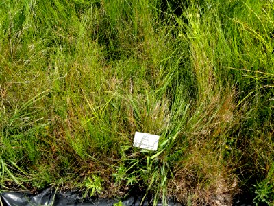 Carex dioica - Botanical Garden, University of Frankfurt - DSC02738