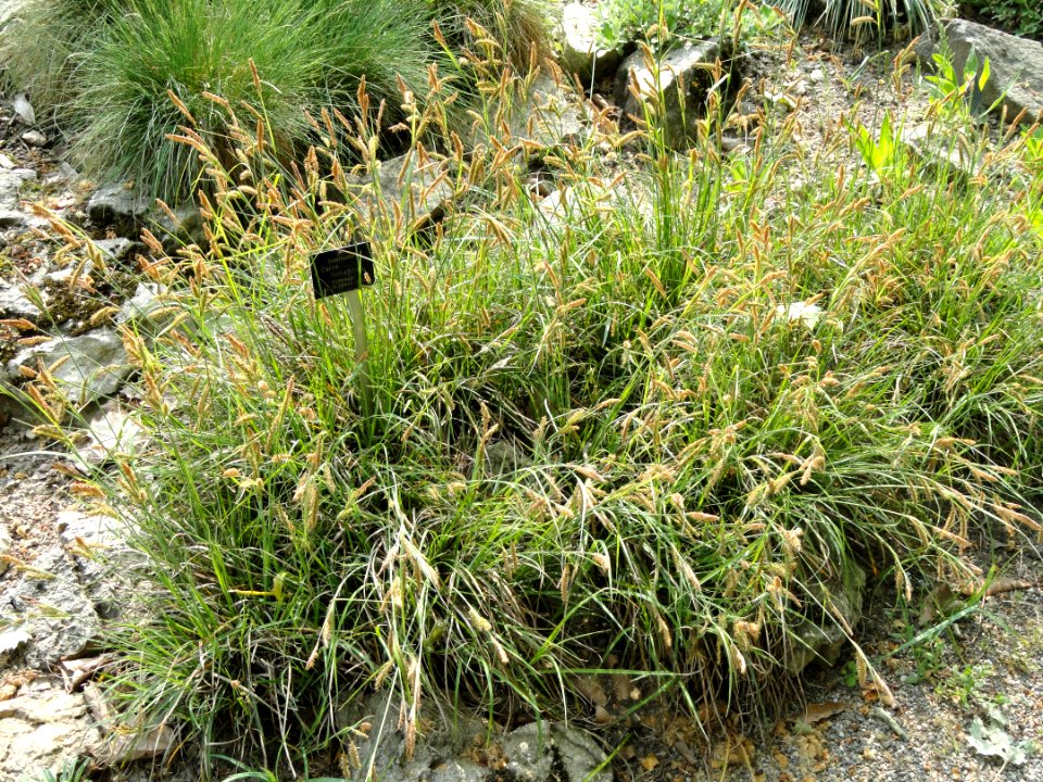 Carex ferruginea - Botanischer Garten Freiburg - DSC06445