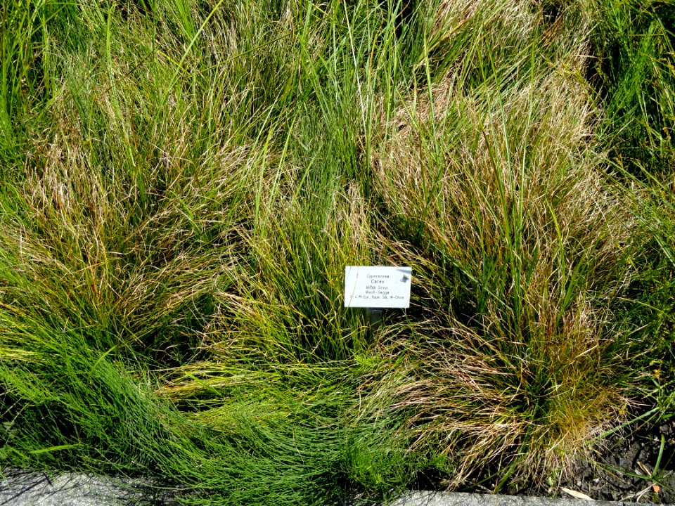 Carex alba - Botanical Garden, University of Frankfurt - DSC02736