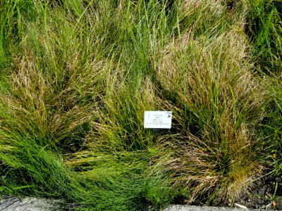 Carex alba - Botanical Garden, University of Frankfurt - DSC02736