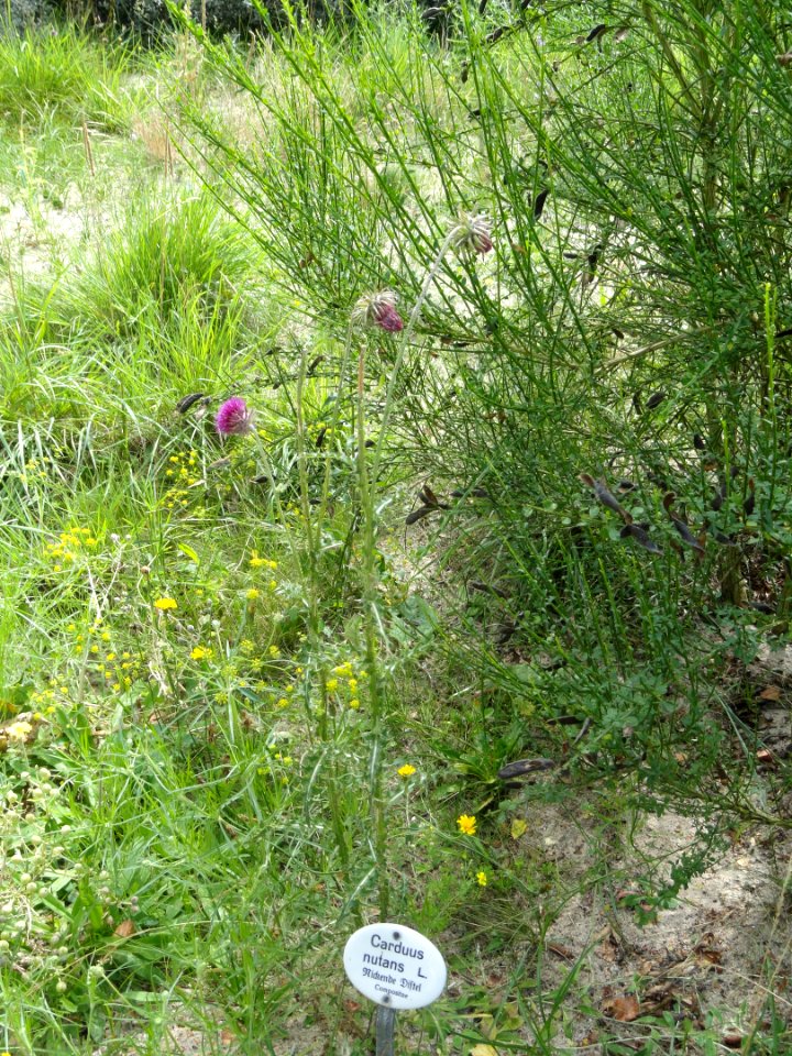 Carduus nutans - Botanischer Garten, Frankfurt am Main - DSC02607
