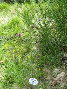 Carduus nutans - Botanischer Garten, Frankfurt am Main - DSC02607