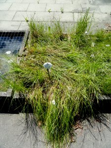 Carex disticha - Botanical Garden, University of Frankfurt - DSC02711