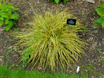 Carex oshimensis 'Evergold' - Hillier Gardens - Romsey, Hampshire, England - DSC04341