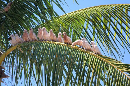 Tropical parrots palm tree