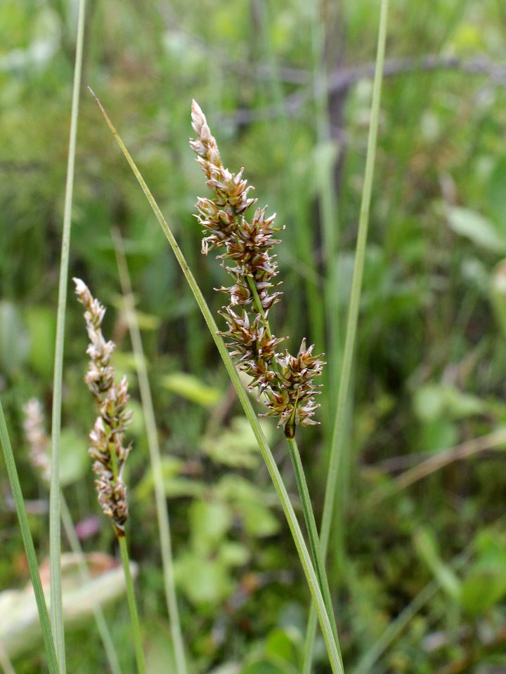 Carex diandra Oulu, Finland 18.06.2013 img 2