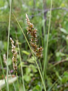 Carex diandra Oulu, Finland 18.06.2013 img 2