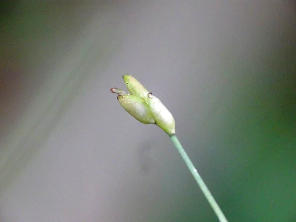 Carex leptalea 44064833