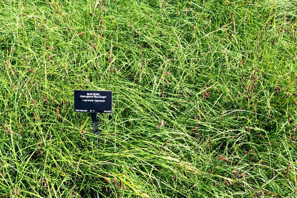Carex flacca 'Blue Zinger' (Carex glauca) - VanDusen Botanical Garden - Vancouver, BC - DSC06733