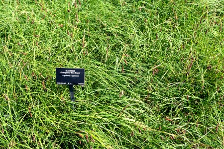 Carex flacca 'Blue Zinger' (Carex glauca) - VanDusen Botanical Garden - Vancouver, BC - DSC06733