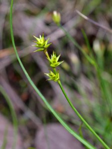 Carex echinata Kiiminki, Finland 25.06.2013 img 1