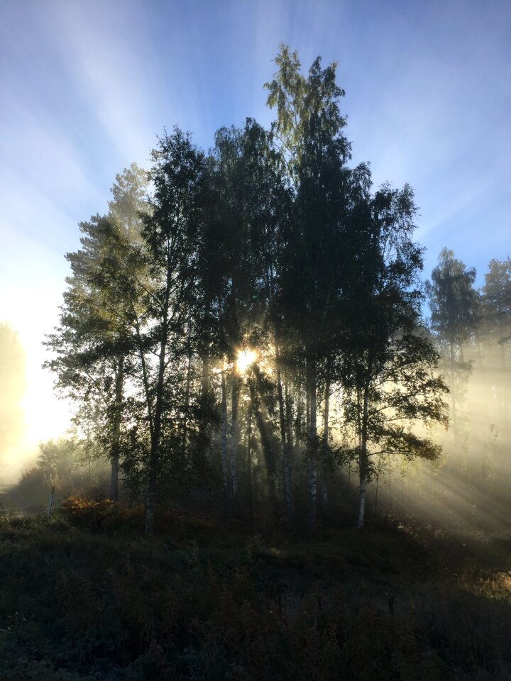 Tree hardwood sunshine